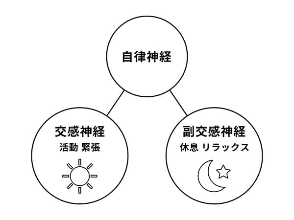 自律神経の図
